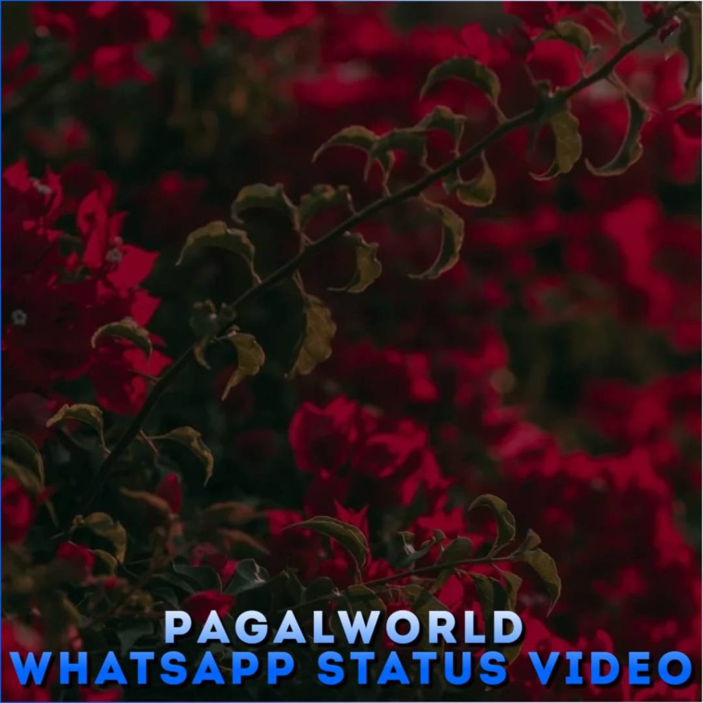 Pagalworld Whatsapp Status Video