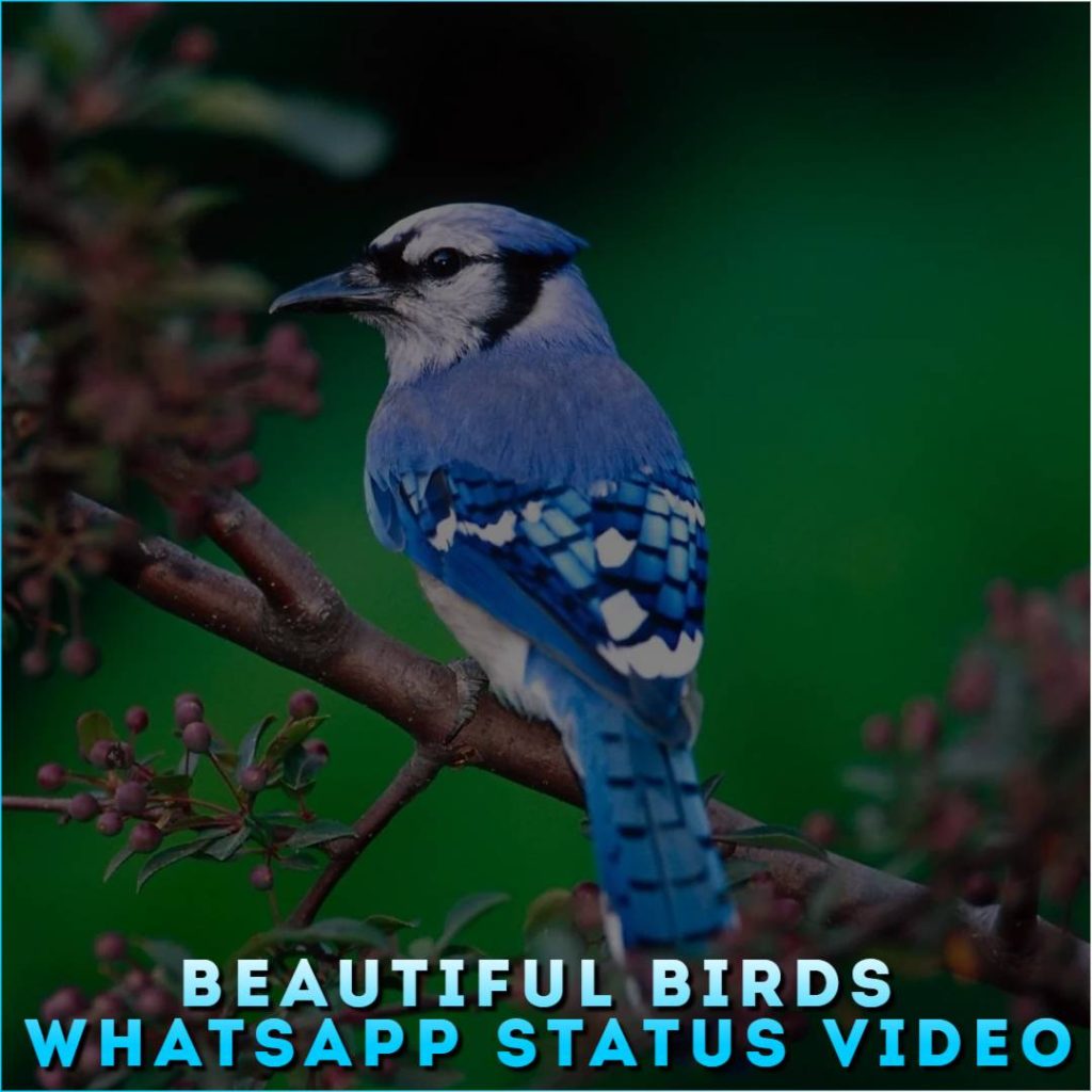 Beautiful Birds Whatsapp Status Video