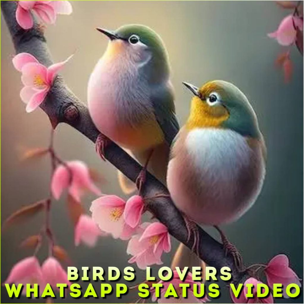 Birds Lovers Whatsapp Status Video