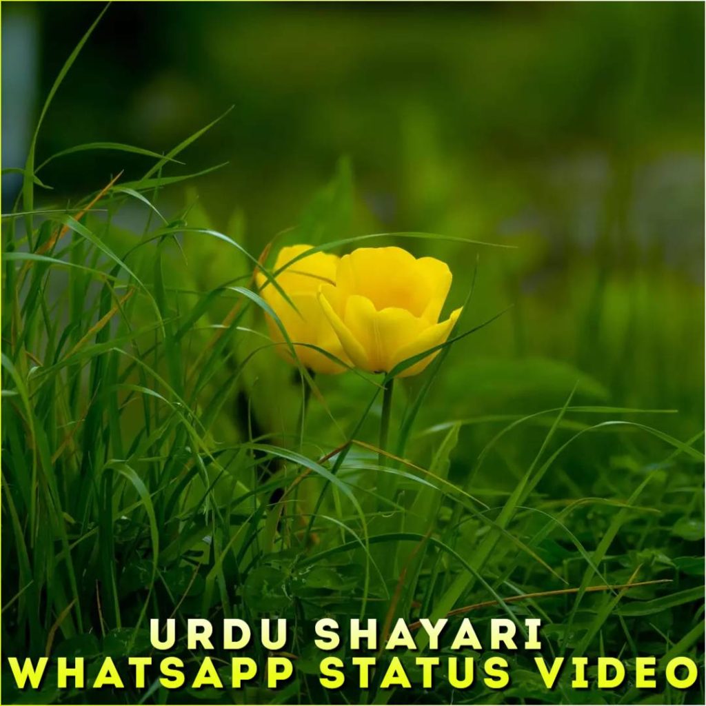 Urdu Shayari Whatsapp Status Video